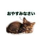 毎日のふわふわ子猫スタンプ（個別スタンプ：15）