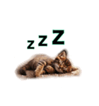 毎日のふわふわ子猫スタンプ（個別スタンプ：16）