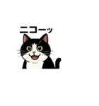 白黒猫の日常。（個別スタンプ：1）