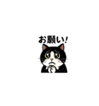 白黒猫の日常。（個別スタンプ：5）