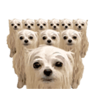 使いやすい濡れた犬のスタンプ（個別スタンプ：33）