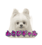 使いやすい濡れた犬のスタンプ（個別スタンプ：35）