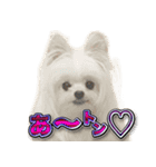 使いやすい濡れた犬のスタンプ（個別スタンプ：36）