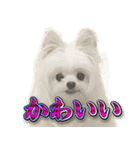 使いやすい濡れた犬のスタンプ（個別スタンプ：37）