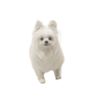使いやすい濡れた犬のスタンプ（個別スタンプ：38）