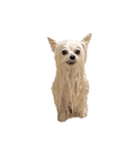使いやすい濡れた犬のスタンプ（個別スタンプ：40）