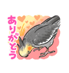 感謝と愛のインコちゃん★セキセイ＆オカメ（個別スタンプ：4）