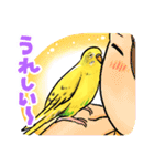 感謝と愛のインコちゃん★セキセイ＆オカメ（個別スタンプ：5）