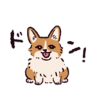 コーギーです.（個別スタンプ：2）
