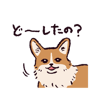 コーギーです.（個別スタンプ：9）