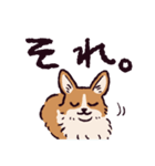 コーギーです.（個別スタンプ：12）