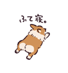 コーギーです.（個別スタンプ：24）
