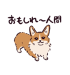 コーギーです.（個別スタンプ：32）