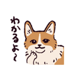 コーギーです.（個別スタンプ：34）