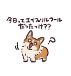 コーギーです.（個別スタンプ：36）