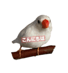 我が家の犬と鳥たち♡（個別スタンプ：3）