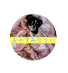 我が家の犬と鳥たち♡（個別スタンプ：6）