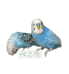 我が家の犬と鳥たち♡（個別スタンプ：11）