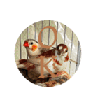 我が家の犬と鳥たち♡（個別スタンプ：12）