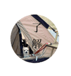 我が家の犬と鳥たち♡（個別スタンプ：14）