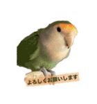 我が家の犬と鳥たち♡（個別スタンプ：17）