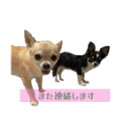 我が家の犬と鳥たち♡（個別スタンプ：19）
