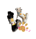 我が家の犬と鳥たち♡（個別スタンプ：20）
