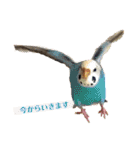 我が家の犬と鳥たち♡（個別スタンプ：21）