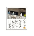 我が家の犬と鳥たち♡（個別スタンプ：23）