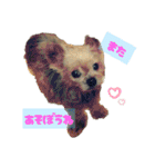 我が家の犬と鳥たち♡（個別スタンプ：24）