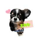 我が家の犬と鳥たち♡（個別スタンプ：25）