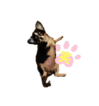 我が家の犬と鳥たち♡（個別スタンプ：27）