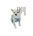 我が家の犬と鳥たち♡（個別スタンプ：29）