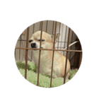 我が家の犬と鳥たち♡（個別スタンプ：30）
