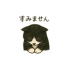 白黒猫 色々スタンプ（個別スタンプ：4）