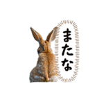 目力が強い「クセ強もふもふ動物園」（個別スタンプ：1）