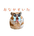 目力が強い「クセ強もふもふ動物園」（個別スタンプ：17）