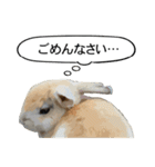 うさぎ島（大久野島）のかわいいうさぎたち（個別スタンプ：2）