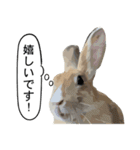 うさぎ島（大久野島）のかわいいうさぎたち（個別スタンプ：3）