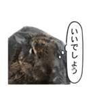 うさぎ島（大久野島）のかわいいうさぎたち（個別スタンプ：4）