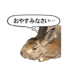 うさぎ島（大久野島）のかわいいうさぎたち（個別スタンプ：6）