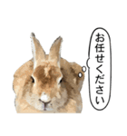 うさぎ島（大久野島）のかわいいうさぎたち（個別スタンプ：7）