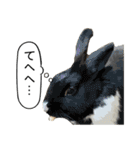 うさぎ島（大久野島）のかわいいうさぎたち（個別スタンプ：8）