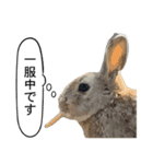 うさぎ島（大久野島）のかわいいうさぎたち（個別スタンプ：10）