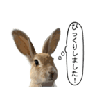 うさぎ島（大久野島）のかわいいうさぎたち（個別スタンプ：12）
