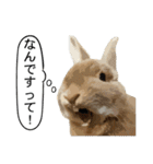 うさぎ島（大久野島）のかわいいうさぎたち（個別スタンプ：13）