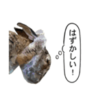 うさぎ島（大久野島）のかわいいうさぎたち（個別スタンプ：14）