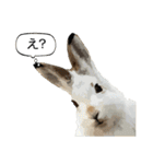 うさぎ島（大久野島）のかわいいうさぎたち（個別スタンプ：15）