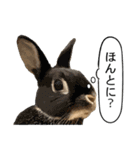 うさぎ島（大久野島）のかわいいうさぎたち（個別スタンプ：18）
