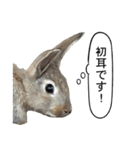 うさぎ島（大久野島）のかわいいうさぎたち（個別スタンプ：20）